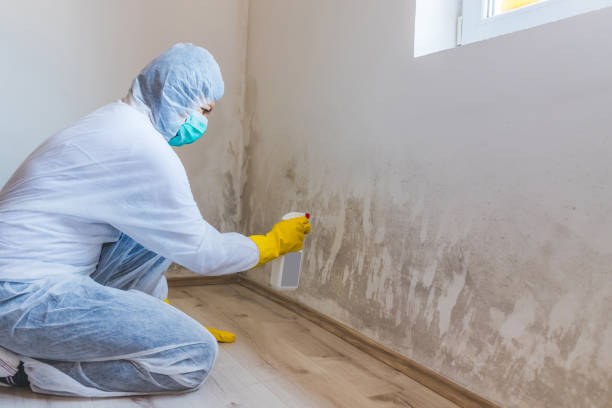 Licensed Mold Testing service in Michigan, MI - WQB Mold Removal